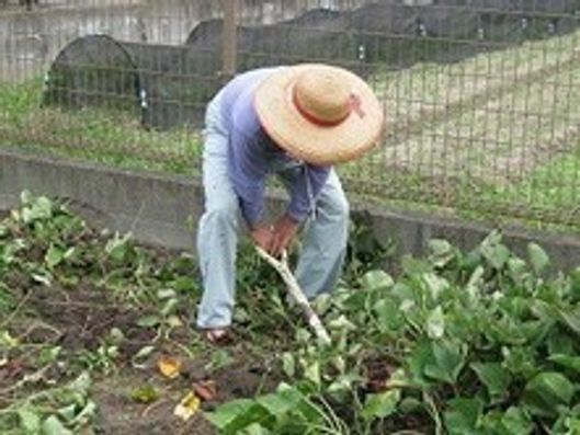 田んぼ