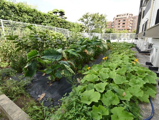 菜園