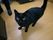 綺麗な毛並みで愛らしい顔の黒猫が施設に同居している。入居者様と触れ合い、日々の生活を穏やかにお過ごしいただけるようにしている。