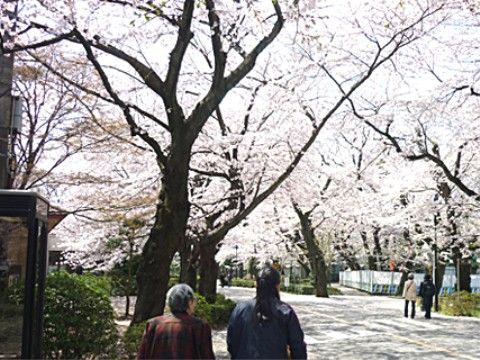 桜が満開になっている街路を、連れだって歩く女性たち