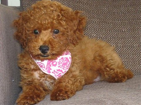 トイプードルなど小型犬とふれあうアニマルセラピーを実施している。スタッフの飼い犬がお行儀よく座っている。
