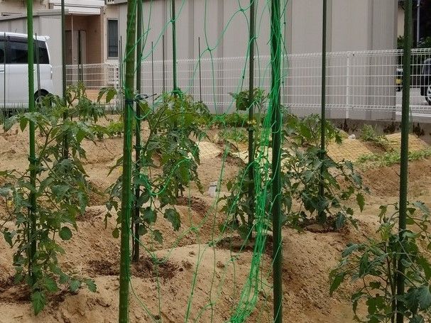 畑にはトマトなど季節の野菜が植えられ、苗には支柱やネットなども添えられえている。