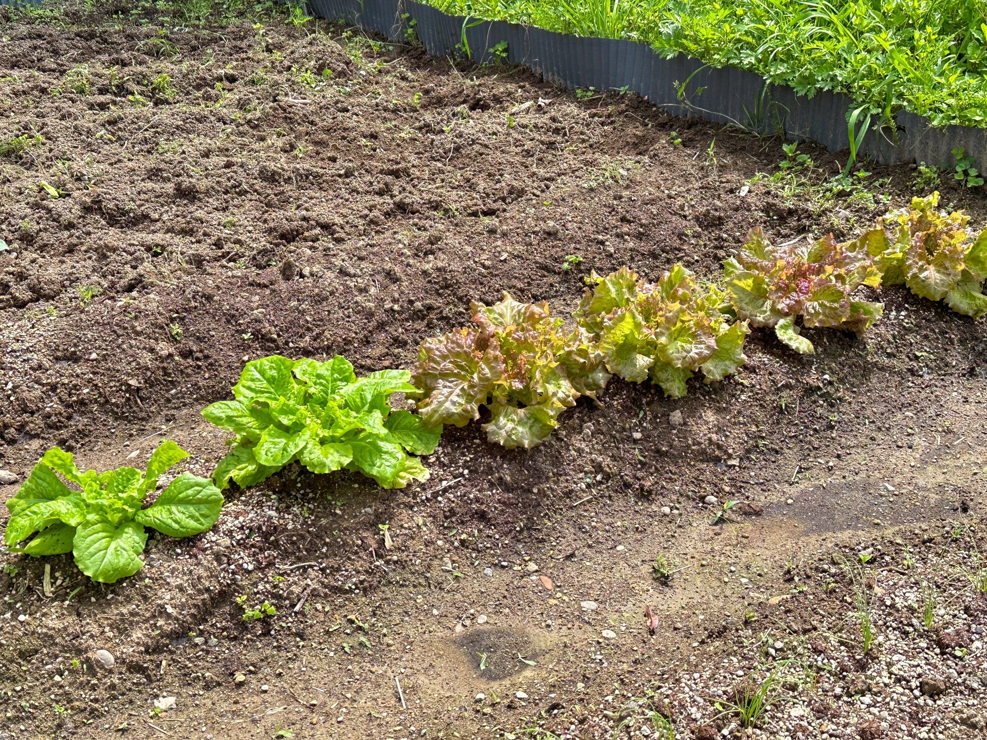 手入れされた野菜畑