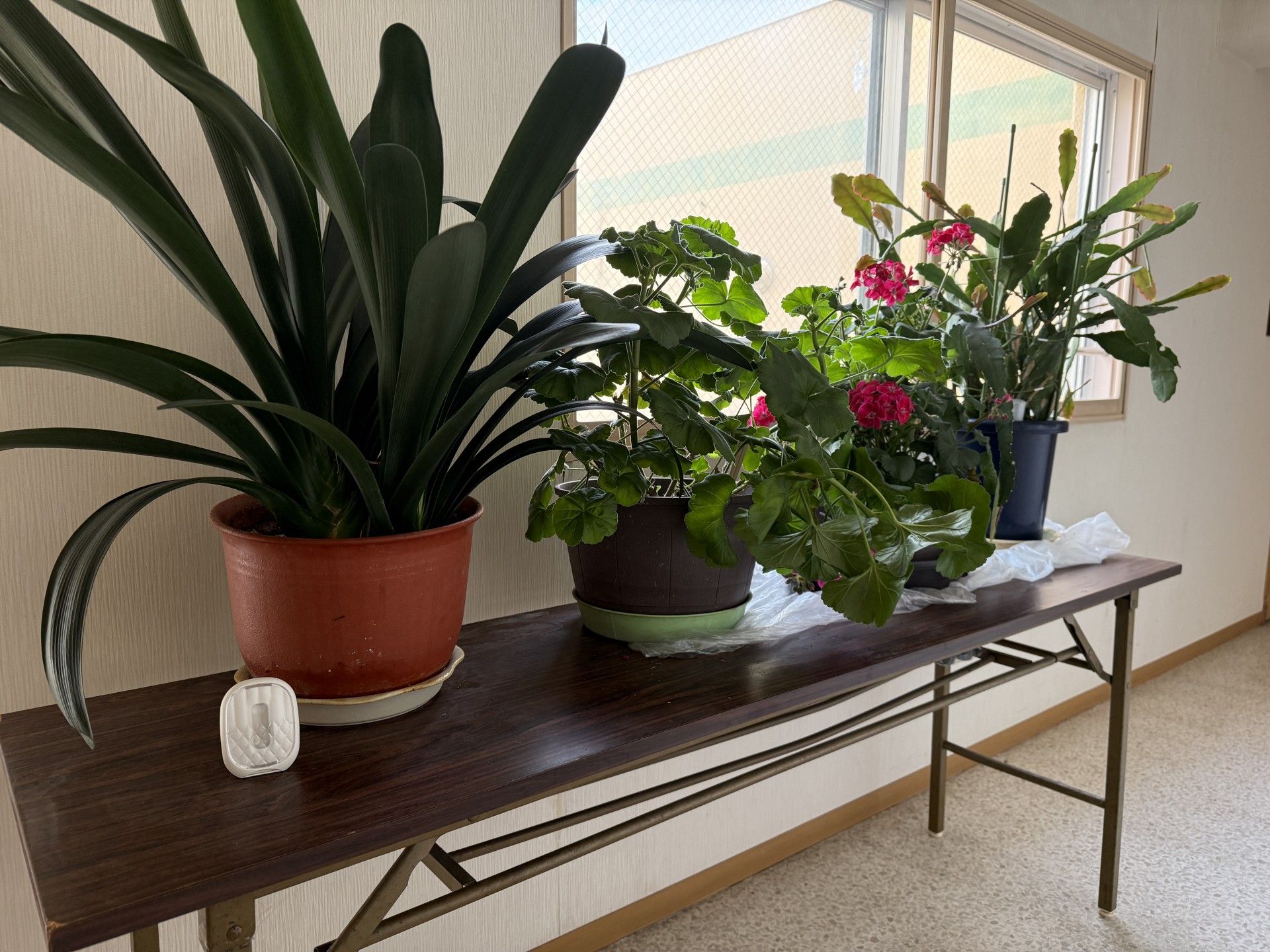 窓辺の植物たち