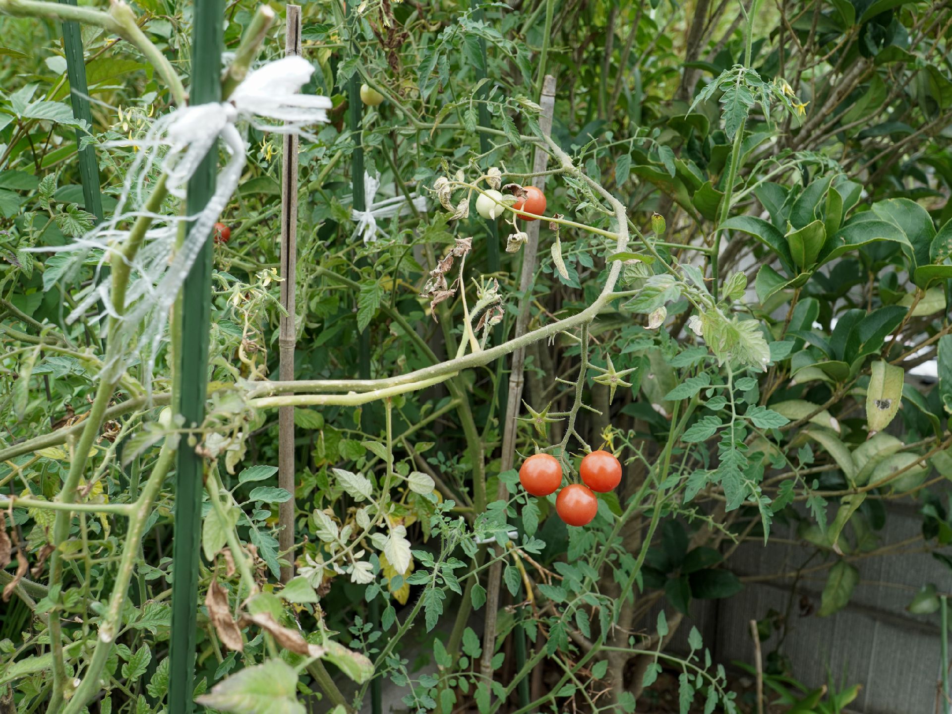 野菜を植えた庭