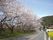 桜並木が写っている写真。道路のそばにある桜の木