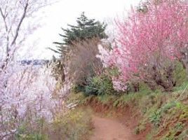 春に梅の花が咲いている様子。美しい景色の写真