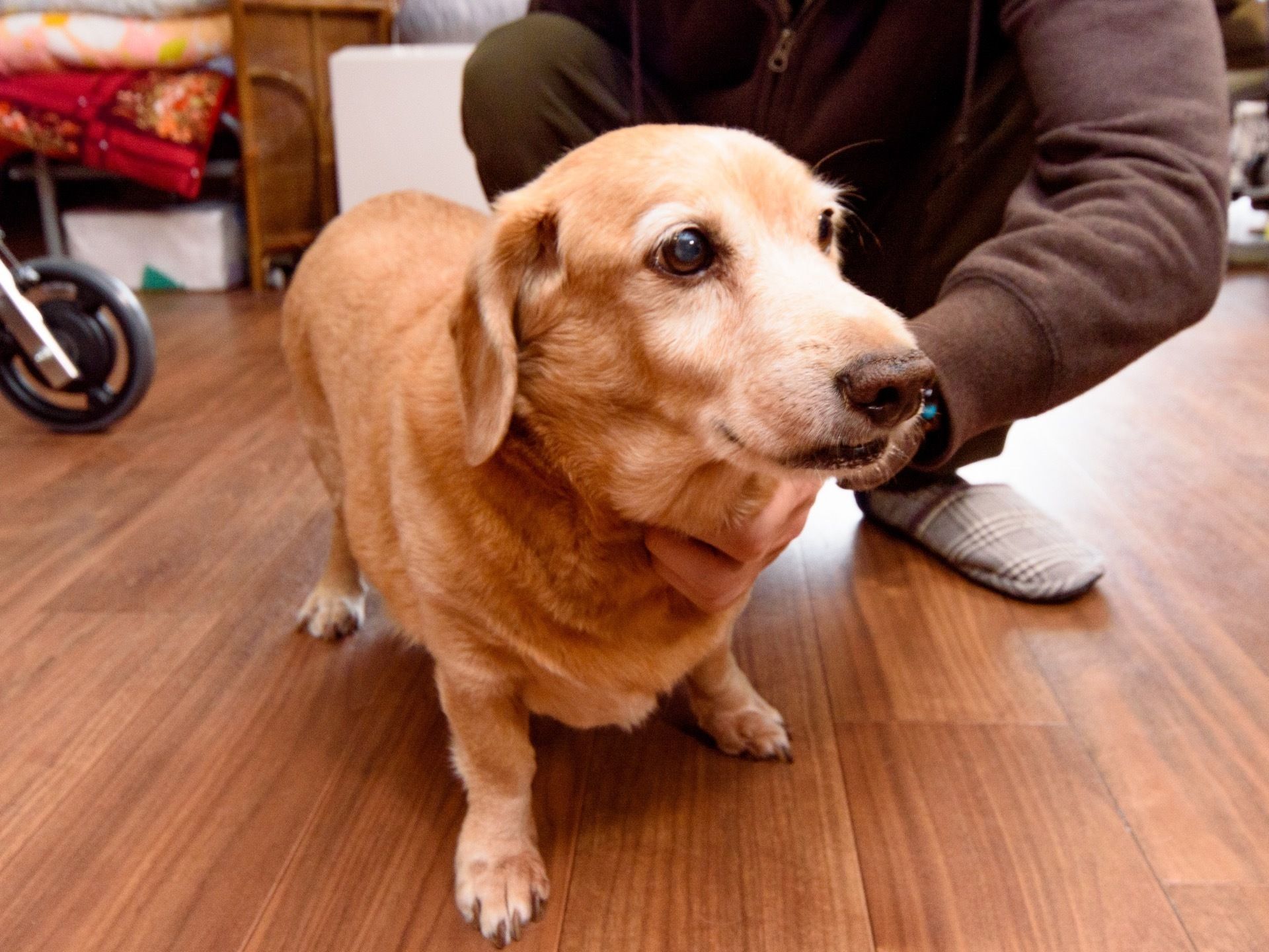 あごの下をなでられる茶色いセラピー犬