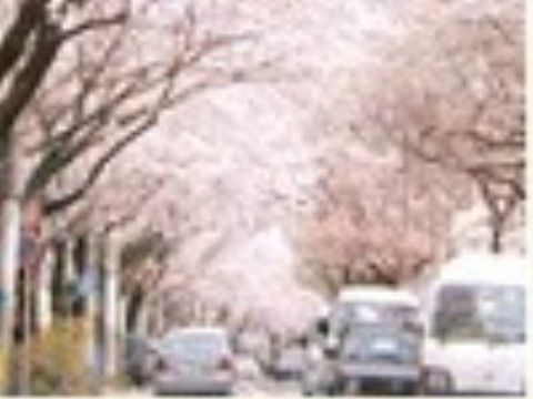 ヒルデモアたまプラーザ・ビレッジⅢの周辺環境。季節の移ろいを感じれる環境が充実している。