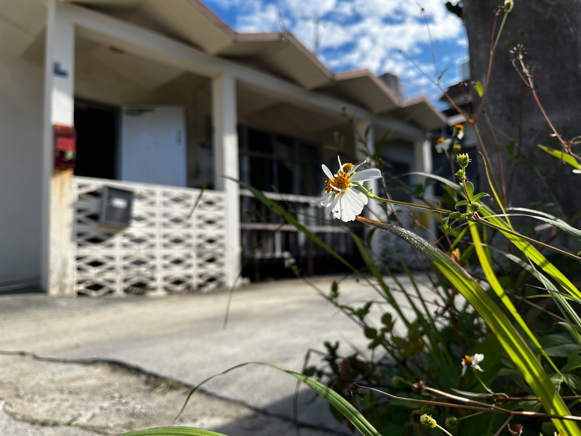 白い花と建物の外観