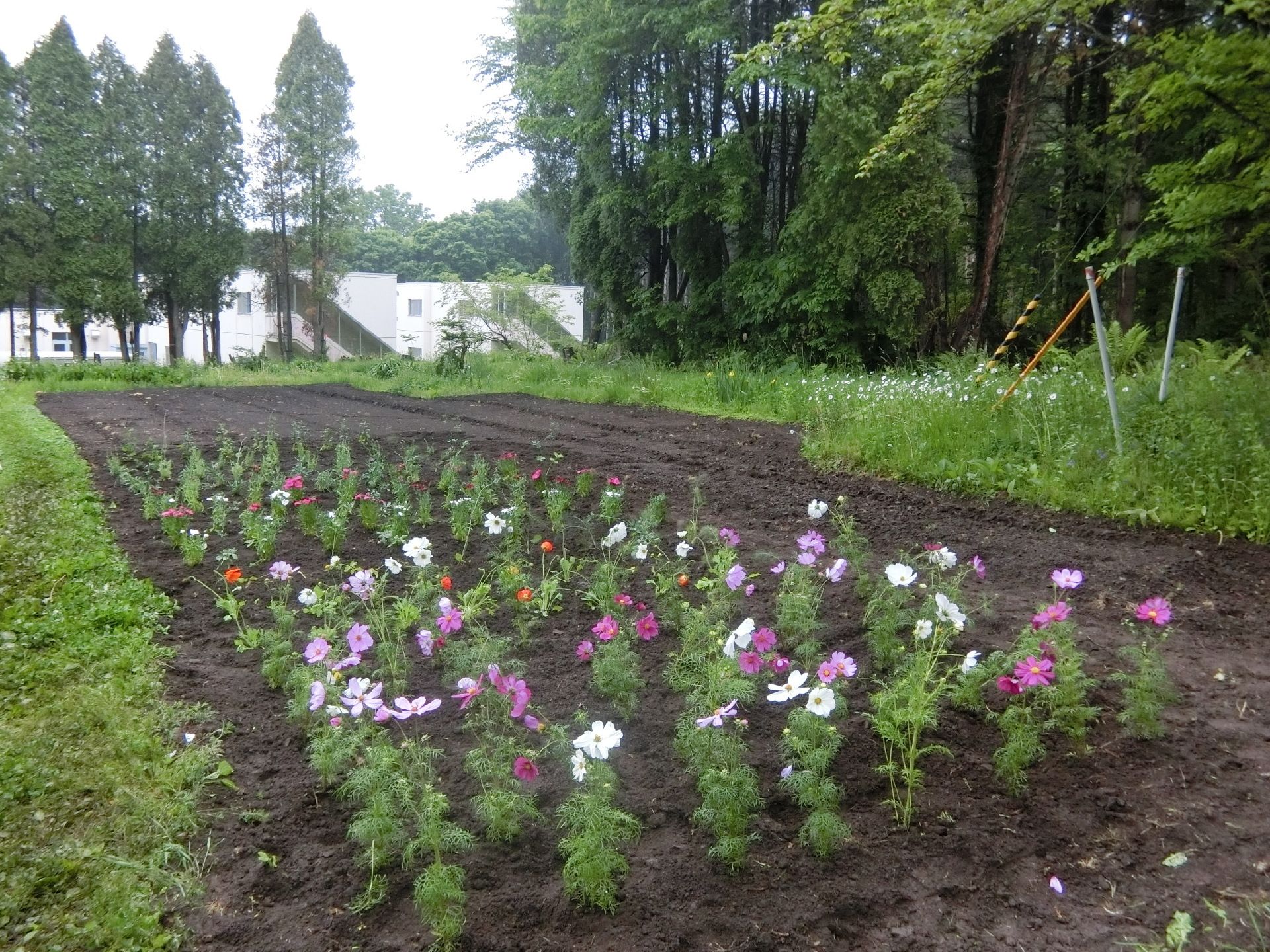 背の高い木に囲まれたスペースによく耕された畑があり、白や紫のコスモスが植えられている。奥には白い建物が見える。
