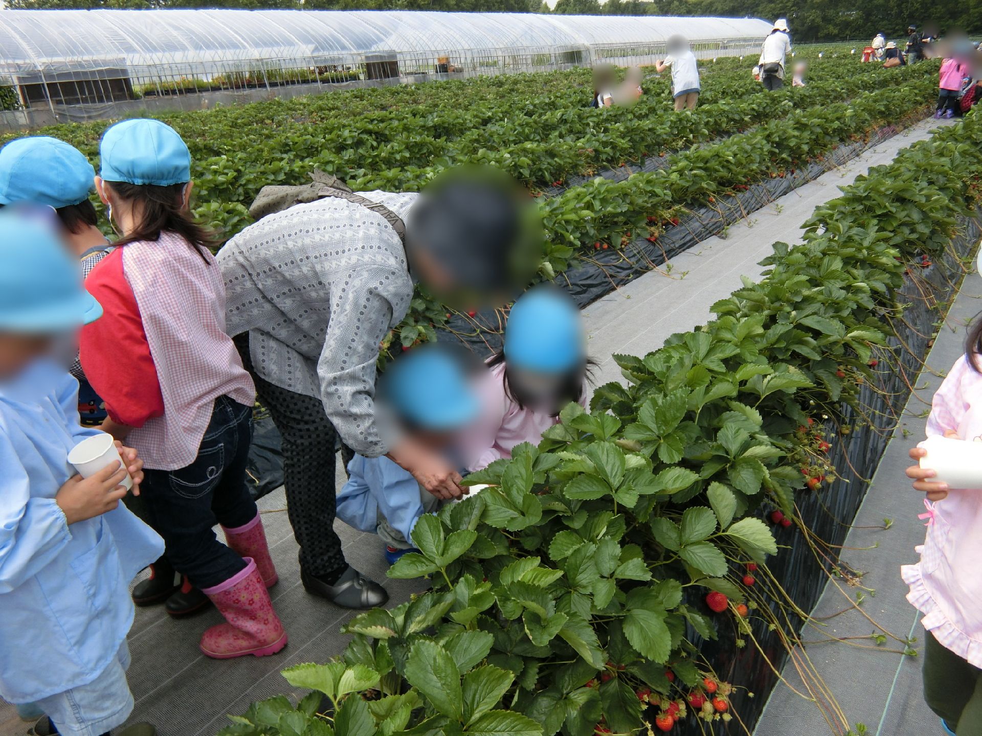 いちご畑で熱心にイチゴを摘んでいる青い帽子をかぶった園児たちに話しかけている高齢女性。女性も帽子をかぶり、ショルダーバッグをかけている。
