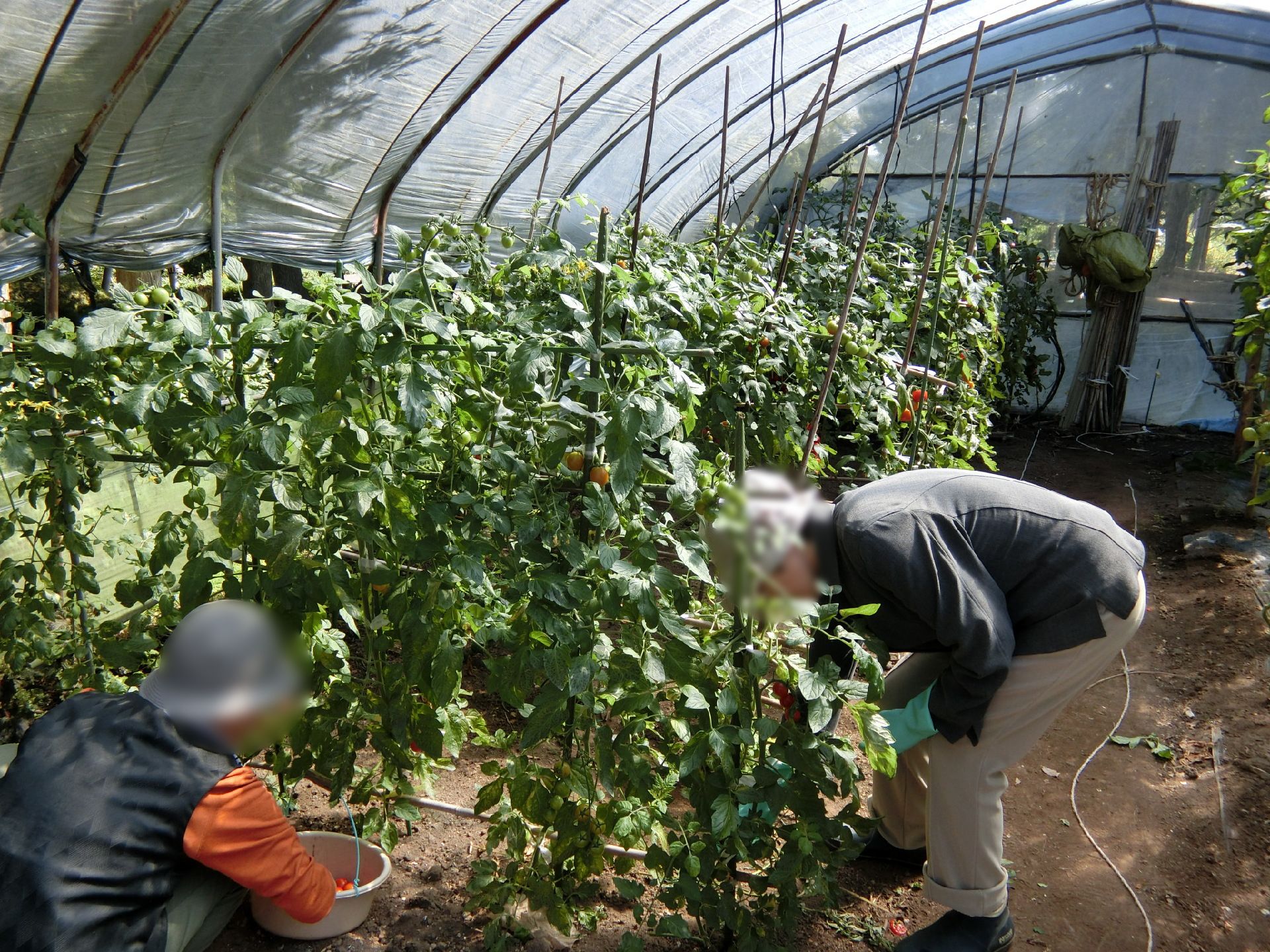 野菜が元気よく青々と茂ったハウスの中には草も生えていない。作業に当たっている高齢者２名は長袖の服を着用し、帽子をかぶっている。