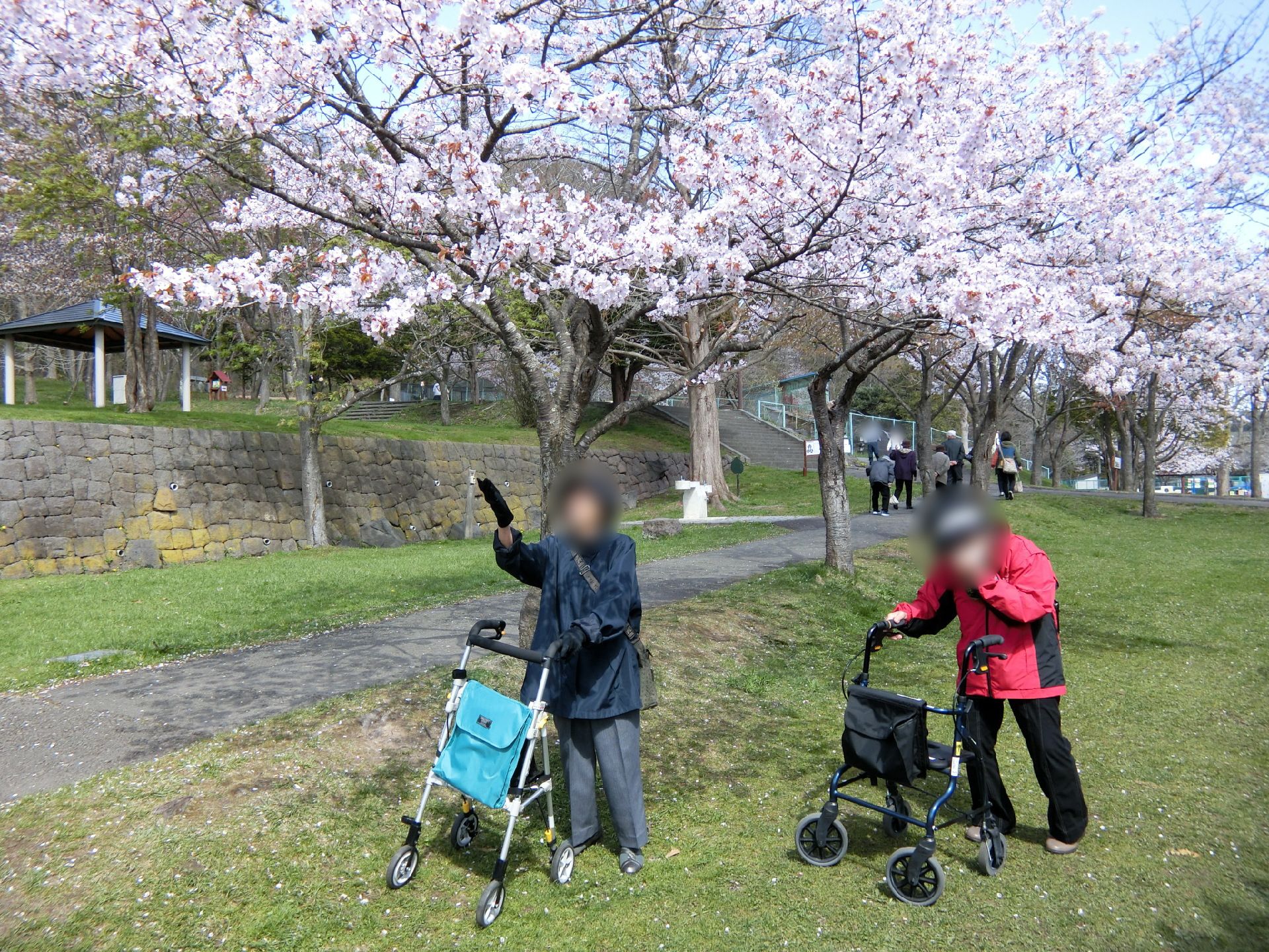 舗装されていない未知の両サイドに桜の木がたくさん植えられた満開の花を咲かせているが、高齢者2名は道から外れたところを歩いている。