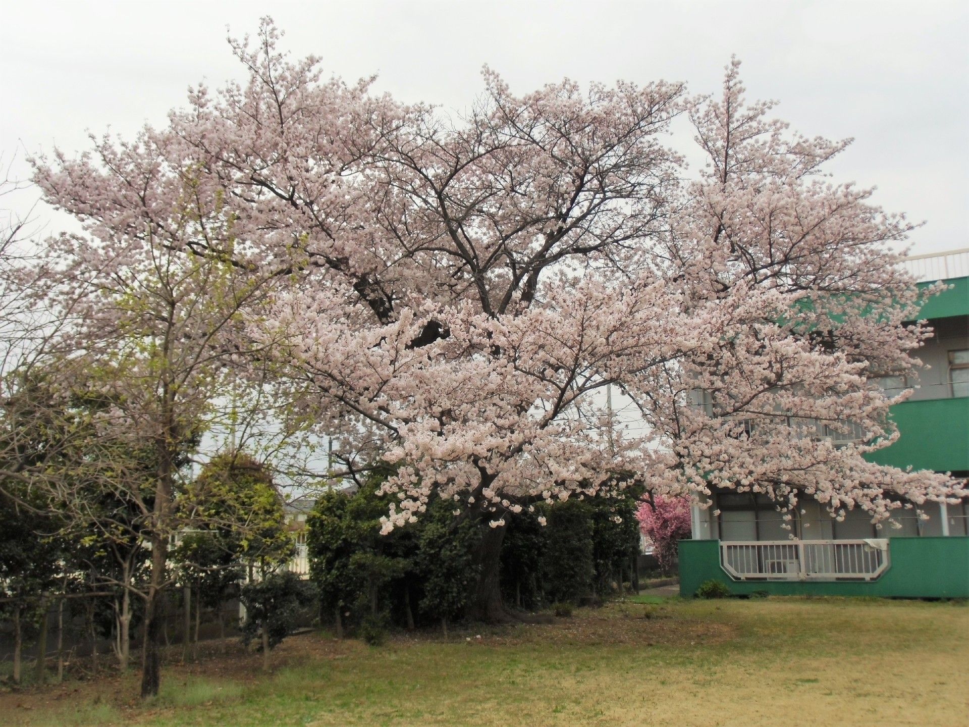 芝生が敷かれた庭は広く、奥には２階建ての白と緑の建物が見える。