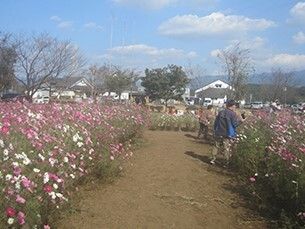 白や赤、ピンクのコスモスがたくさん咲いているコスモス畑。高齢者たちが見物をしている。