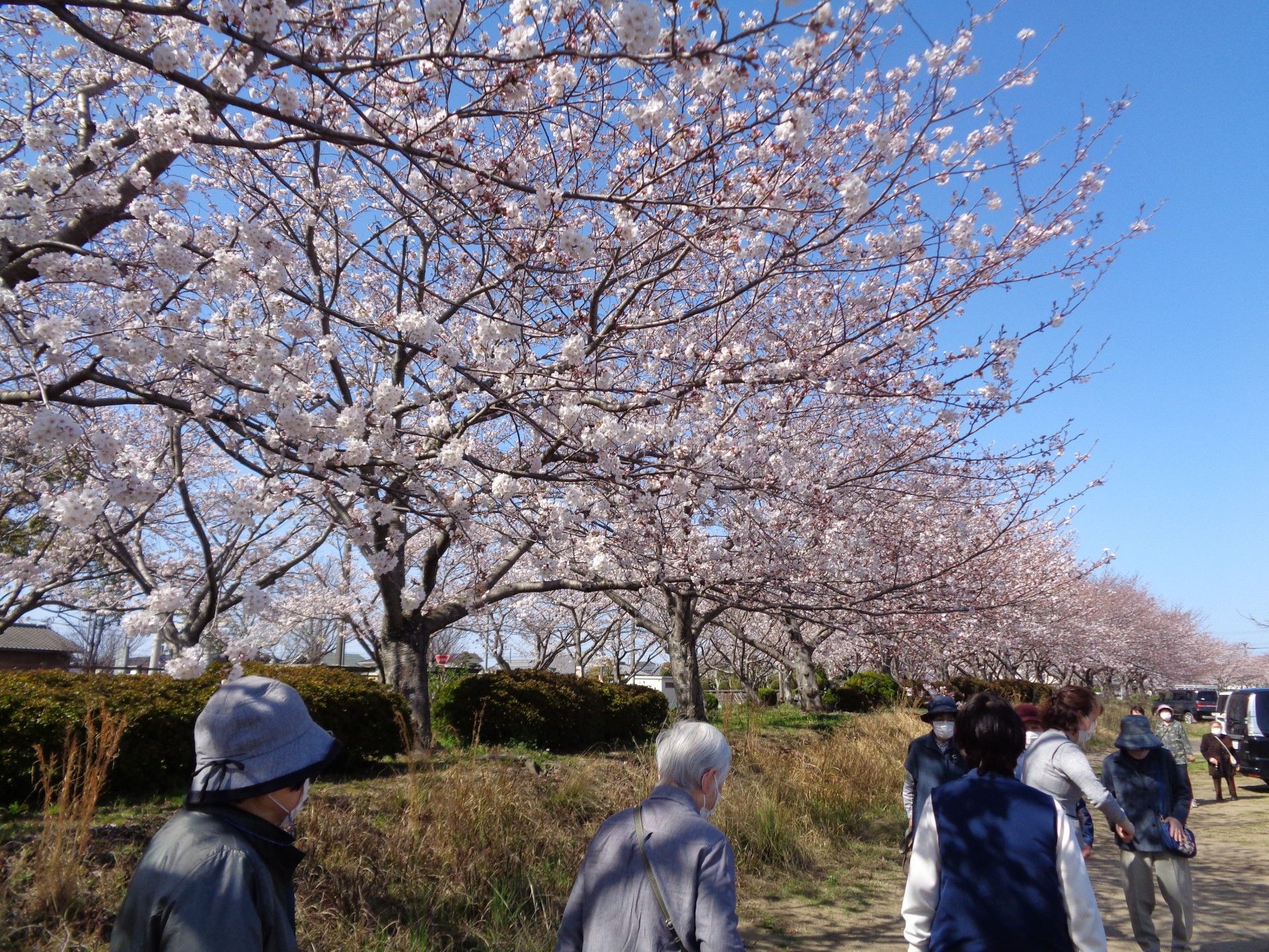 桜並木を散策する人々