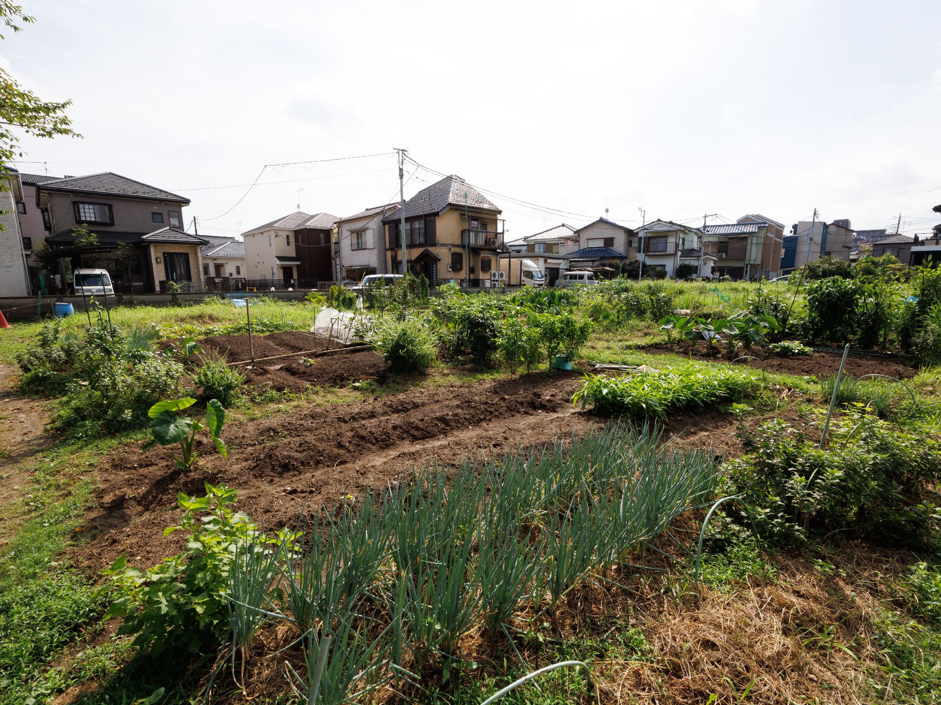 季節ごとに野菜収穫できる地域農園