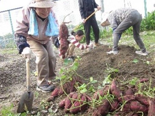 広い畑でサツマイモの堀をしている高齢者たちとスタッフ。手前には掘られたサツマイモがたくさんある。