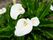 白いユリが立派な花を咲かせている。葉っぱも緑色が青々と茂っており、こうした草花を目にすることによって季節の移り変わりを体験することができる。