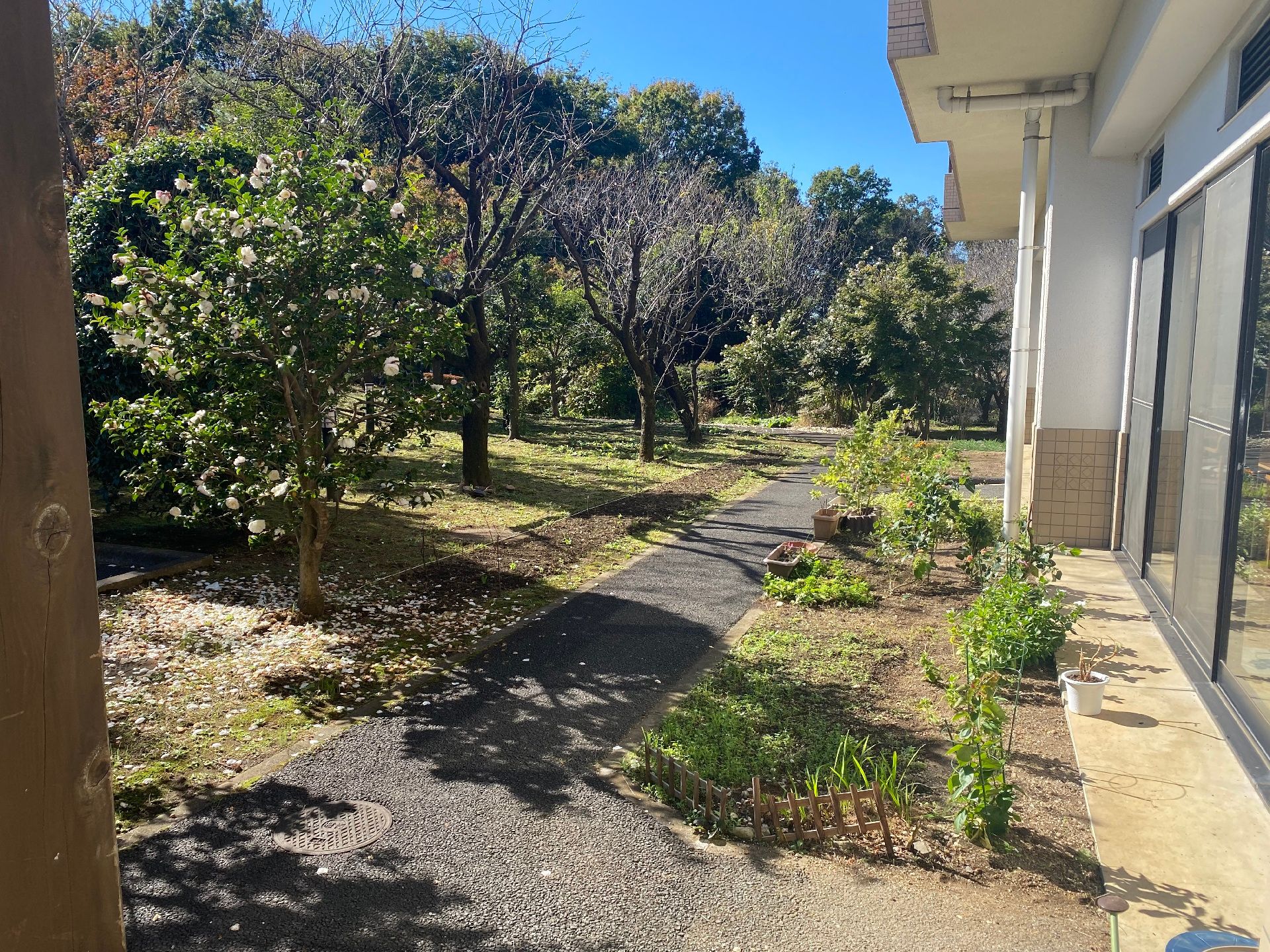 右側には建物があり、左側にはたくさんの木が植えられた庭があり、舗装された遊歩道もある。