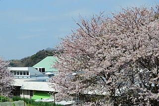 桜並木と建物の風景