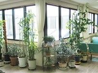 館内は窓が大きく明るい雰囲気で観葉植物が多く置かれている。