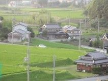 緑の穂が風になびく里山の風景。