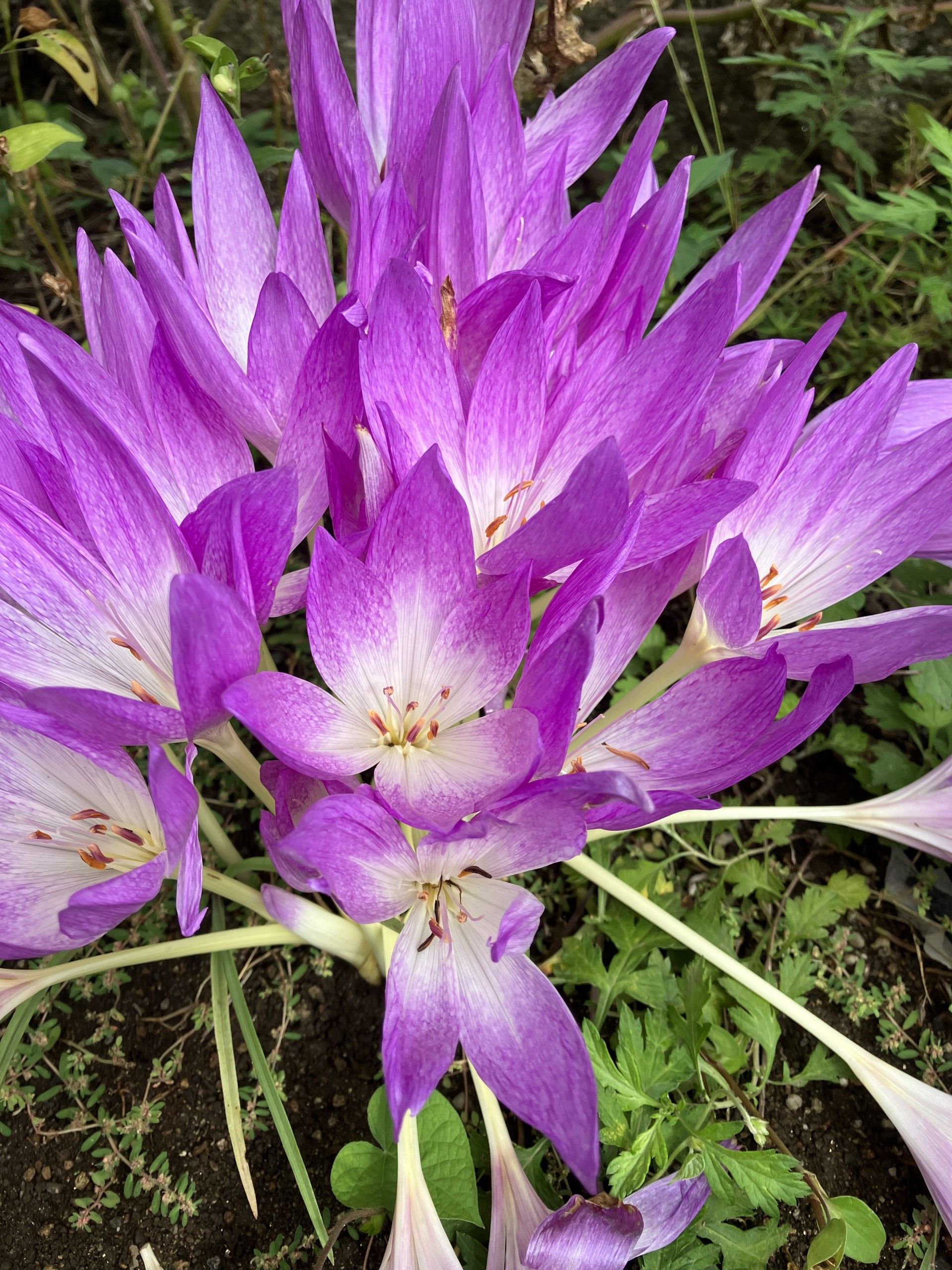 紫色の花が美しい中庭