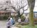 桜の木の下でお花見を楽しむ入居者とスタッフ。杖を使用している入居者もいる。