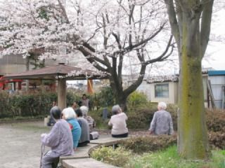 桜の木の下でお花見を楽しむ入居者の姿。奥には和風の建築物が見える。