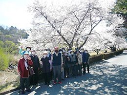 桜並木での散歩風景
