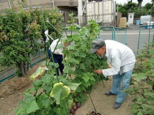 菜園