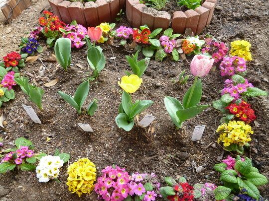 たくさんの花が植えられた花壇。チューリップなど春の花が多く、色鮮やか。