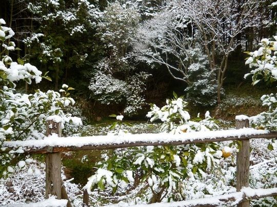 雪が降った庭がうっすらと白くなっている。手前には柵のようなものがあり、そこにも積もっている。