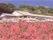ピンクのつつじの花が満開に咲いていて奥には緑の鯉山があり、白を基調とした屋根付きの建物がある。
