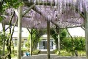 藤の花が咲く庭園