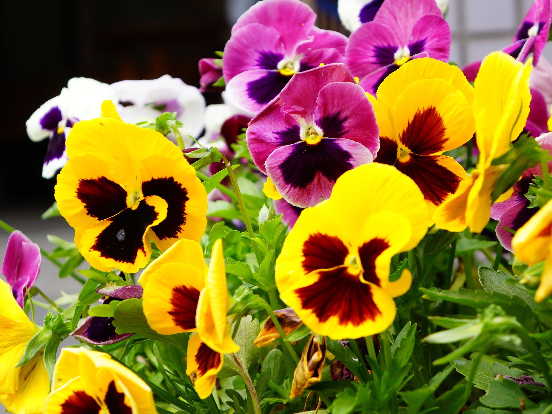 色鮮やかで緑濃い葉をつけたて植えられている季節の花
