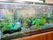 玄関に置いてある、大きな水槽である。水の中を泳ぐ魚とゆらゆらとゆれる草で、癒される空間となっている。