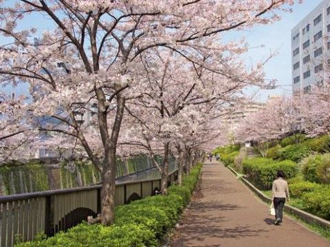 「ヒュッテ目黒」の周辺環境。ピンク色が一面に広がる。