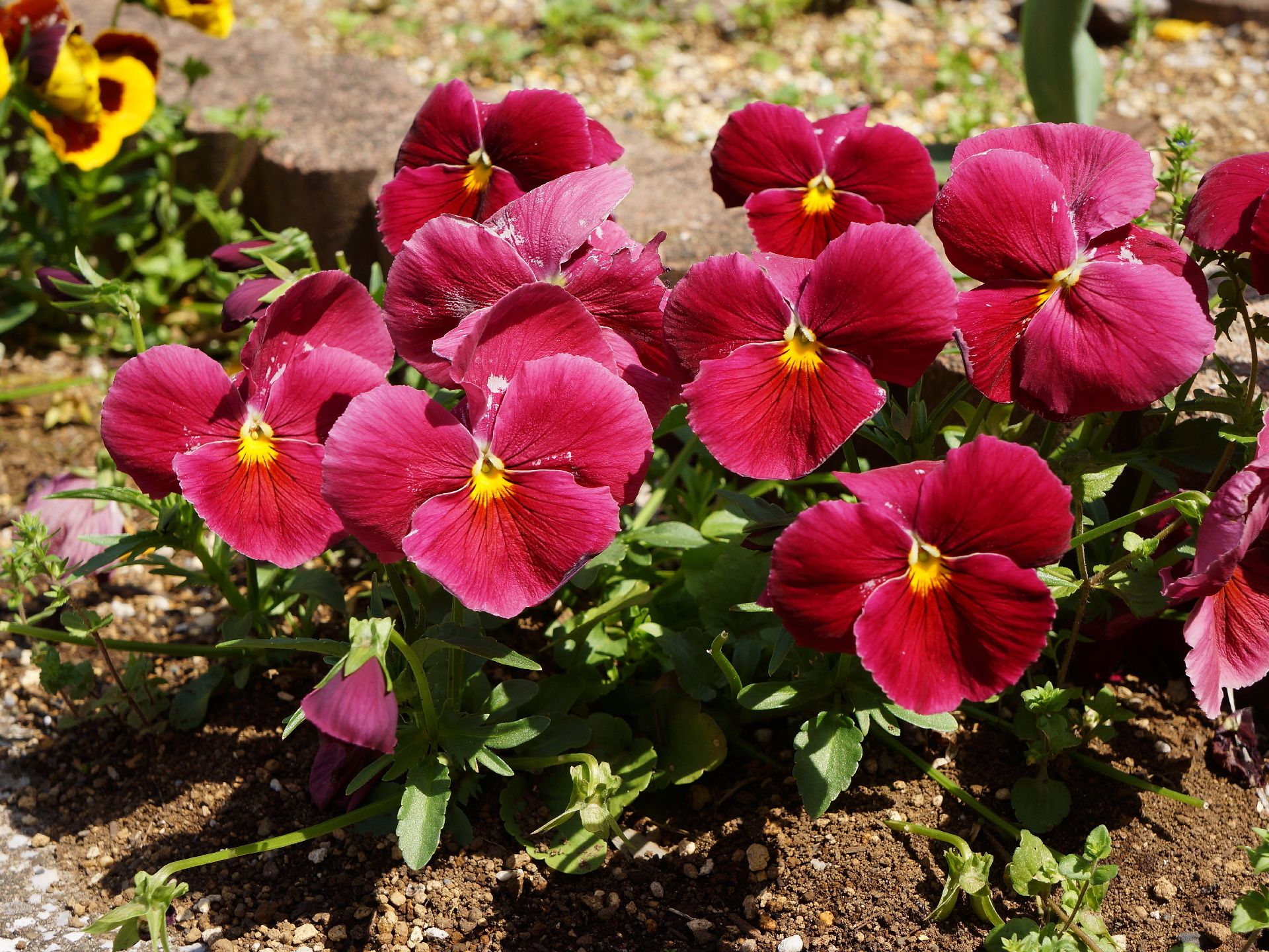 土壌に植えられ陽射しを受けている緑濃い葉をつけた季節の花