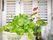 エントランスの前に、たくさんの植物が植えられた植木鉢が置かれている。手入れが行き届いているのでグリーンが鮮やかである。