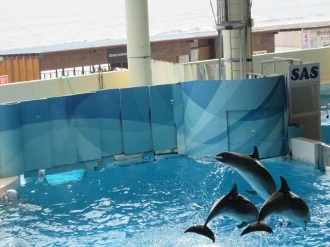 「らいふ大和」の水族館。イルカのショーも見られる。