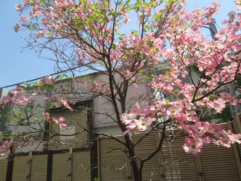 「らいふ大和」のハナミズキ。綺麗に花が咲き乱れている。