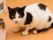 白い毛に黒ぶちの若い猫が、えさ箱のそばにたたずんでいる。人慣れしているのか、リラックスした表情をしている。
