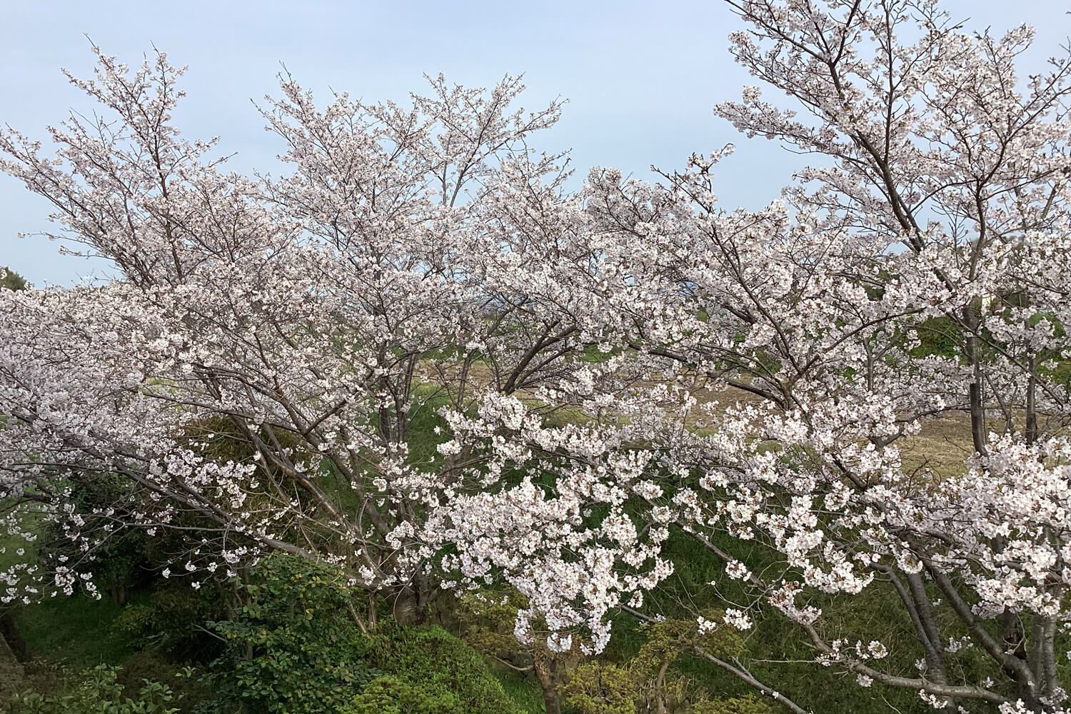 満開の桜の景色