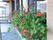 建物脇の窓の前に、緑の葉を持つ濃い赤色の花が咲いている。花びらが何層にも重なっている花である。窓には、向かい側の景色が写っている。