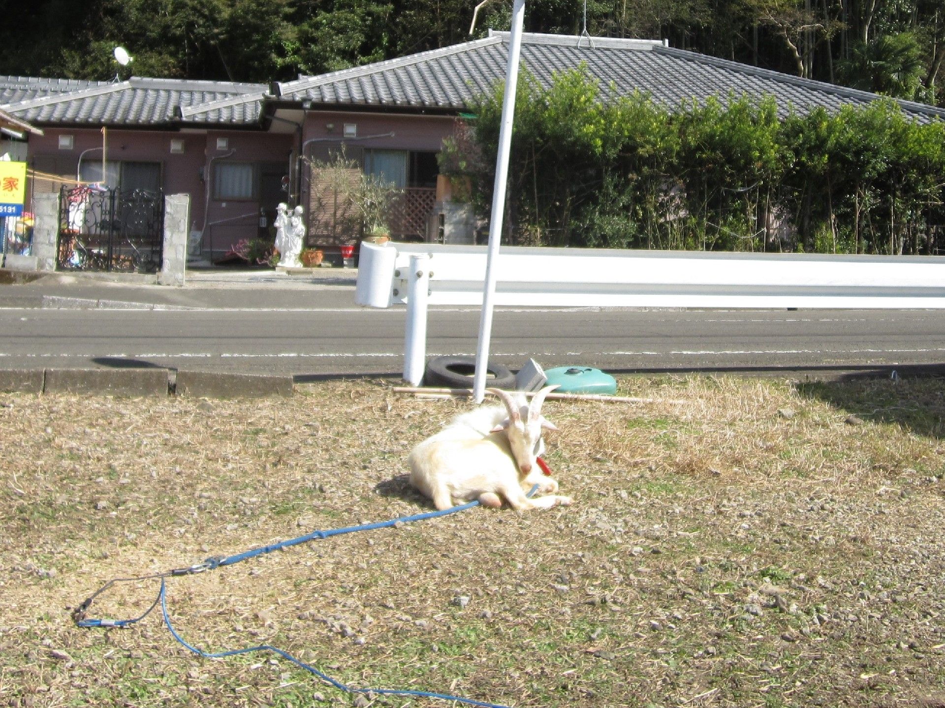 ヤギが座って毛づくろいをしている様子。道路を挟んだ向かい側にはホームが見える。