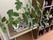 観葉植物と靴棚