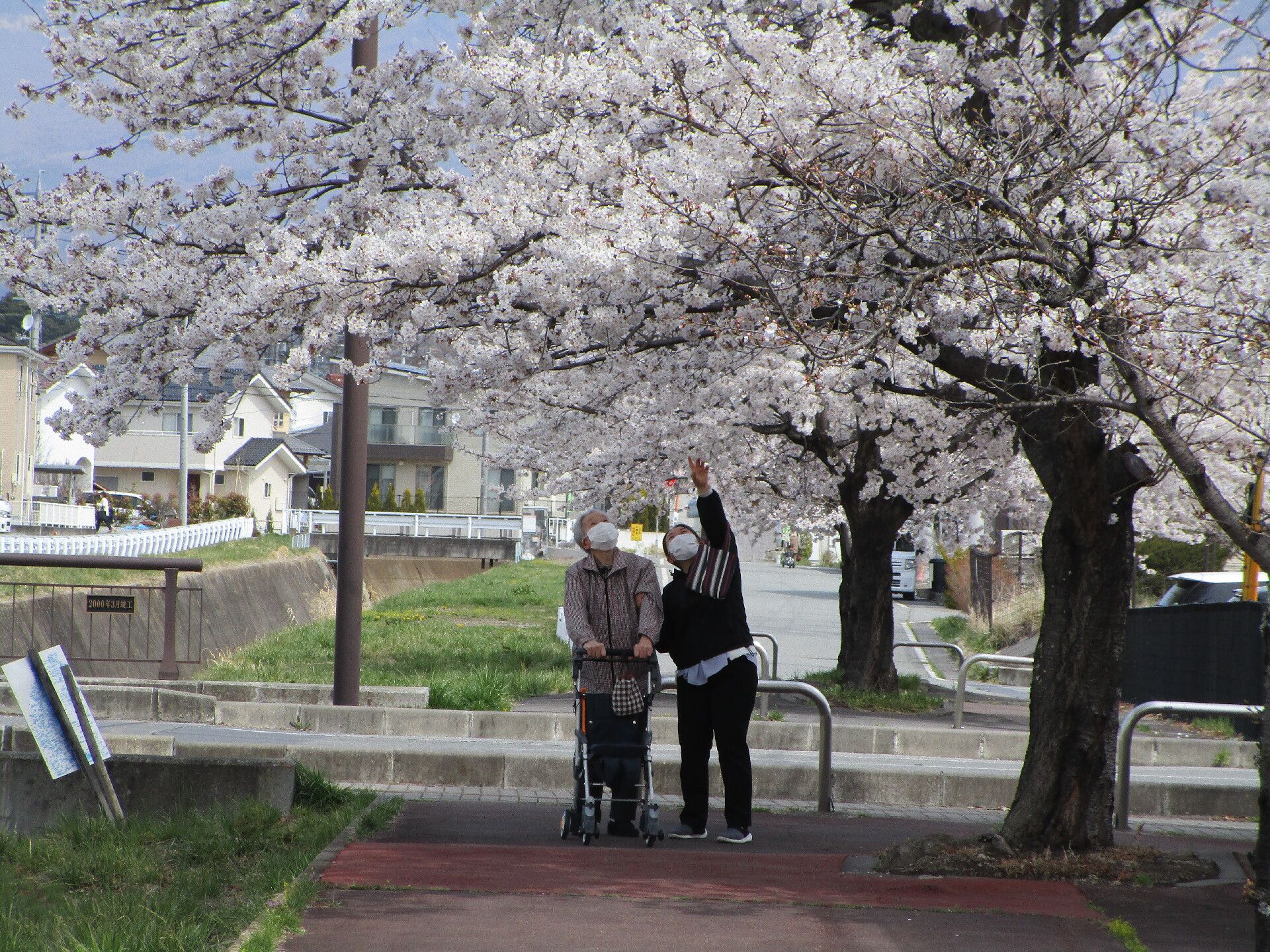 桜の花が満開に咲いている遊歩道を散歩している若い女性スタッフと高齢者。スタッフが花の咲く木を下から指さし、高齢者も一緒に見ている。